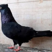 زاغ .سیاه آبادانی|پرنده|آبادان, |دیوار