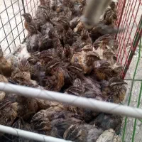 بلدرچین