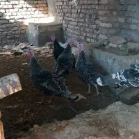 بوقلمون نر و ماده|حیوانات مزرعه|کرباسک, |دیوار