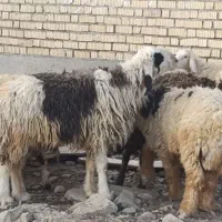 کشتار بره کهره