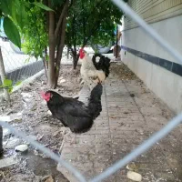 فروش مرغ و خروس محلی