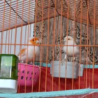 قناری موزاییکی نر و ماده