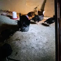 جوجه بوقلمون جوجه گلین نژاد خوب ریش چهل تخم نطفه|حیوانات مزرعه|آبیک, |دیوار