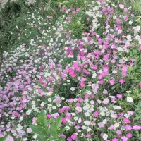 انواع خدمات باغبانی|خدمات باغبانی و درختکاری|اهواز, کیانپارس |دیوار