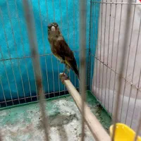 سهره قناری چهارگل جفتی قناری مستخون|پرنده|مشهد, حضرت حجت|دیوار