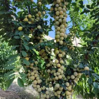 باغ ۱۰۰۰ اول جاده اخلمد