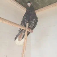 کفترنرسرور دم تخت سفید