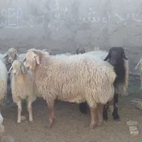 دو راس قوچ بزری درجه یک وزن ۱۰۰کیلو قیمت توافقی|حیوانات مزرعه|اسفراین, |دیوار