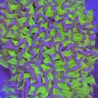 مرجان آکواریوم ابشور اب شور|ماهی|تهران, خزانه|دیوار