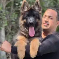 توله دو ماهه شولاین کیفیت A+ ،سگ German shepherd|سگ|تهران, ارم|دیوار