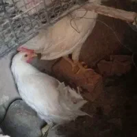 جوجه خروس سالم
