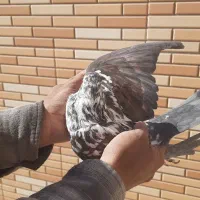 کبوتر پرشی|پرنده|مبارکه, |دیوار