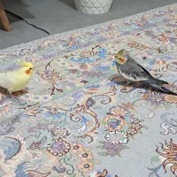 عروس هلندی گمشده|حیوانات|کرج, ساسانی (قلمستان)|دیوار