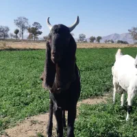 نر تخمی|حیوانات مزرعه|گلپایگان, |دیوار