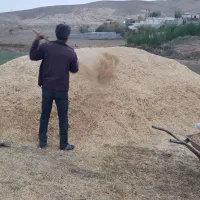 کاه گندم بسته بندی شده در گونی|لوازم جانبی حیوانات|نمین, |دیوار