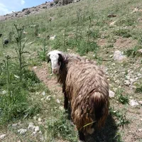 قوچ|حیوانات مزرعه|گوآور, |دیوار