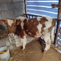 گاو با گوساله نر