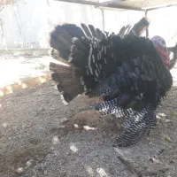 بوقلمون قیمت خوب محلی مرغ برهما غول پیکر|حیوانات مزرعه|شیراز, باغشهر قصر سبز|دیوار