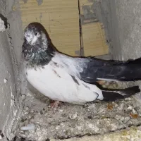 کبوتر نوک قنار