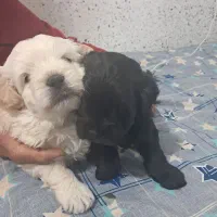 سگ تریر پاکوتاه