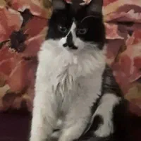 واگذاری گریه نر 6 ماهه