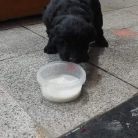 شاتوله قدرجونی لاس