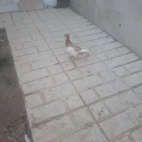 کبوتر یهودی