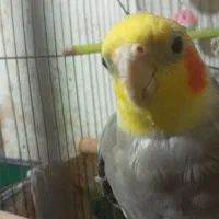 عروس هلندی سینامون و طوطی کوتوله