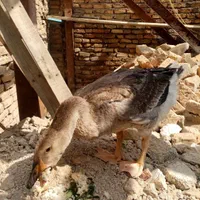 یک عددقوغاز جوان جوجه 3ماه|حیوانات مزرعه|کرج, اصفهانی‌ها|دیوار