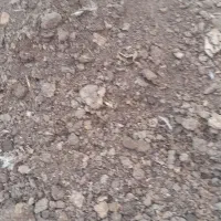 کودمرغ گوشتی تقریبایک تن خورده ای|حیوانات مزرعه|جوین, |دیوار