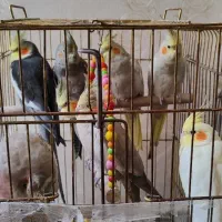 8 عدد عروس هلندی مولد|پرنده|سهند, |دیوار