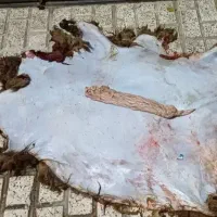 خرید و فروش پوست گوسفند