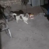 واگذاری سگ پا کوتاه نگهبان