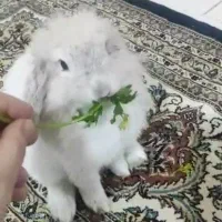 خرگوش عقیم شده.3تومان میدم‌