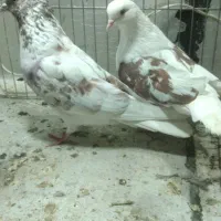 سه جفت کبوتر خوب بفروش میرسد