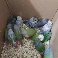 جوجه گرینچیک وعروس هلندی