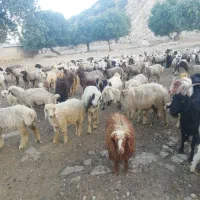 سلام معاوضه تعدادی بزداشتی بازمین اپارتمان|حیوانات مزرعه|کازرون, |دیوار