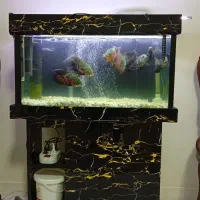 ماهی اسکار 9عدد