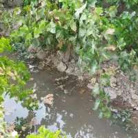 باغ انگور همراه آب چاه موتور|فروش دفتر صنعتی، کشاورزی، تجاری|کاشمر, |دیوار