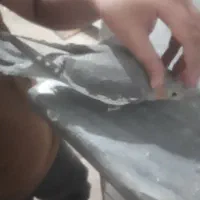 ۵ عددعروس هلندی|پرنده|قم, قلعه کامکار|دیوار