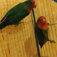 دوعددطوطی  کوتوله بجستان