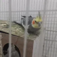 عروس هلندی|پرنده|گلبهار, شهر جدید گلبهار|دیوار