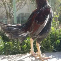 سلام خروس لاری|حیوانات مزرعه|هشتگرد, تهران دشت|دیوار