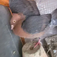 یک جفت کبوتر نقش آرشینگل|پرنده|ابریشم, |دیوار