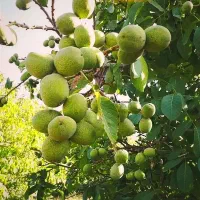 راز رشد %۳۰ گردو در بجنورد مشخص شد