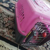 وسایل سگ|لوازم جانبی حیوانات|تهران, مهران (سیدخندان)|دیوار