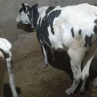 گاو