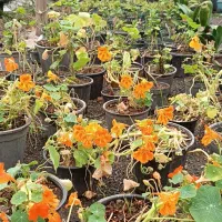 فروش گل‌های محوطه ای و بیرونی