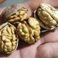 گردو