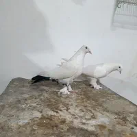 کبوتر سفید گلی|پرنده|شهرکرد, |دیوار